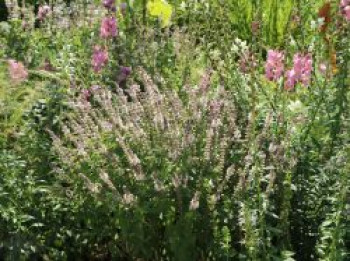Basilikum 'Magic White', Ocimum basilicum 'Magic White', Topfware von Ocimum basilicum 'Magic White'
