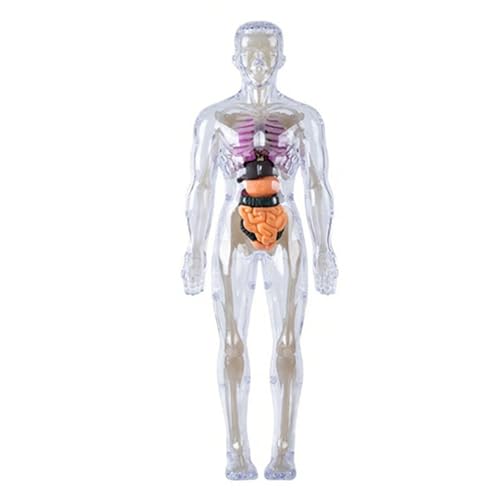 Klares menschliches Körper Skelettmodell Kits Luminous Human Body Model Human Body Struktur Modell Halloween Physiologie Geschenke for Kinder Klares menschliches Körper Skelettmodell Kits Luminous Human Body Model Human Body Struktur Modell Halloween Physiologie Geschenke for Kinder von Ocuuer