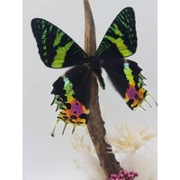 Urania Rhipeus Sunset Moth in Glaskuppel, Echter Schmetterling, Geweih, Getrocknete Blumen, Präparatorenkunst von OddlyNaturalDE