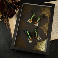 Echte Gerahmte Regenbogenfalter - Präparierter Schmetterling, Naturdeko, Gothic Wandkunst, Witchcraft-Deko, Sammlerstück, Kuriositäten Echte Gerahmte Regenbogenfalter - Präparierter Schmetterling, Naturdeko, Gothic Wandkunst, Witchcraft-Deko, Sammlerstück, Kuriositäten von OddsAndEndsCuriosity