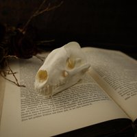 Echter Dachs Schädel Aus Deutschland - Natur Witch Gothic Deko Fotografie Kuriosität Larp Mittelalter Taxidermie Entomologie Halloween Echter Dachs Schädel Aus Deutschland - Natur Witch Gothic Deko Fotografie Kuriosität Larp Mittelalter Taxidermie Entomologie Halloween von OddsAndEndsCuriosity