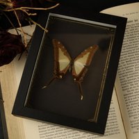 Echter Schmetterling Gerahmt - Natur Witch Gothic Deko Fotografie Kuriosität von OddsAndEndsCuriosity