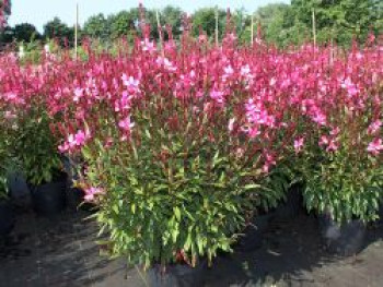 Prachtkerze 'Gambit Rose' ®, Oenothera lindheimeri 'Gambit Rose' ®, Containerware von Oenothera lindheimeri 'Gambit Rose' ®