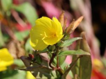 Nachtkerze 'Michelle Ploeger', Oenothera tetragona 'Michelle Ploeger', Topfware von Oenothera tetragona 'Michelle Ploeger'
