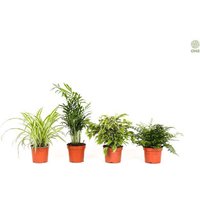 OH2 | 4er-Set Zimmerpflanzen Elegance von OH2