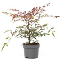 OH2 | Bambuspflanze Nandina Domestica von OH2