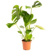 OH2 | Lochpflanze Monstera Deliciosa von OH2