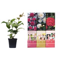 OH2 | Set aus 6 Kamelienbüschen von OH2