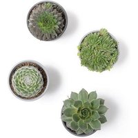 OH2 | Set mit 12 Steinpflanzen Sempervivum von OH2