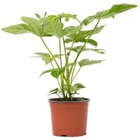 OH2 | 2er-Set Fingerpflanzen Fatsia Japonica von OH2