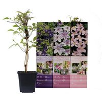 OH2 | Set mit 3 Clematis Pflanzen Montana von OH2