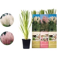 OH2 | Set mit 3 Pampasgraspflanzen Cortaderia von OH2