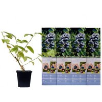 OH2 | Set mit 4 Heidelbeerpflanzen Patriot von OH2