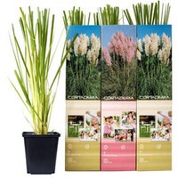 OH2 | Set mit 6 Pampasgraspflanzen Cortaderia von OH2
