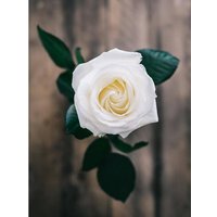 OH2 | Set mit 6 großblütigen Rosen Gloria Dei von OH2