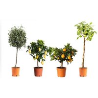 OH2 | Set mit 8 mediterranen Pflanzen Set Citrus von OH2