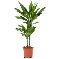 OH2 | Zimmerpflanze Dracaena Janet Lind von OH2