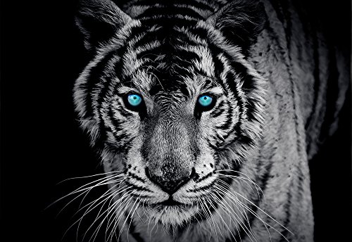 Olimpia Design Fototapete Photomural Tiger, 1 Stück, 153P4 von Olimpia Design