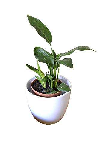 Zimmerpflanze für Wohnraum oder Büro – Königin-Strelitzie – PARADIESVOGELBLUME von Olive Grove