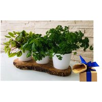 Olivenholz-erleben Kräuterbeet "3er Kräuterstation auf Olivenholz-Sockel" elegante Keramikübertöpfe, perfekt für direktes Einsetzen von Kräutern Olivenholz-erleben Kräuterbeet "3er Kräuterstation auf Olivenholz-Sockel" elegante Keramikübertöpfe, perfekt für direktes Einsetzen von Kräutern von Olivenholz-Erleben