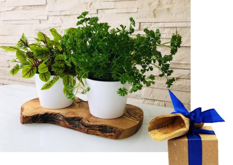 Olivenholz-erleben Kräuterbeet 2er Kräuterstation auf Olivenholz-Sockel (Set, 3 St., 1x Olivenholzbrett, 2x Keramikübertöpfe, plus Überraschung), elegante Keramikübertöpfe, perfekt für direktes Einsetzen von Kräutern von Olivenholz-erleben