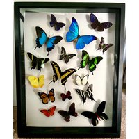 Bemerkenswertes Statement Display - Sehr Grosser 15 "x 19" Schmetterlings-Regenbogen in Einer Schwarzen Schaukasten Aus Holz von OlivesBaublesandBugs