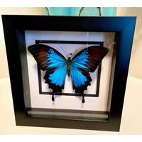 Perfekter Papilio Ulysses Mit Selbst Entworfenem Rand in Einer Schwarzen 18 cm X 5 Großen Schattenbox von OlivesBaublesandBugs