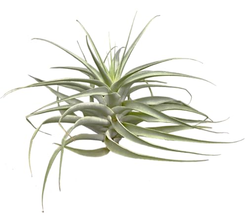 Tillandsia cacticola bright leaf von OmniPlants