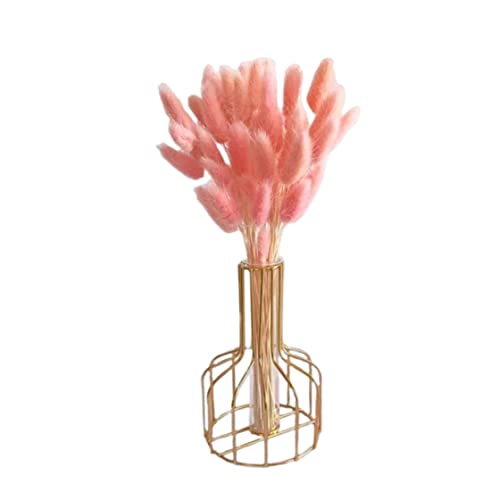 Getrocknete Hasenschwanzblume natürliche Kaninchenschwanz getrocknete Blumenbouquet -Pampas Gras -Dekor für Wohnkultur 50pcs 50 cm .... Getrocknete Hasenschwanzblume natürliche Kaninchenschwanz getrocknete Blumenbouquet -Pampas Gras -Dekor für Wohnkultur 50pcs 50 cm .... von OnIUeZky