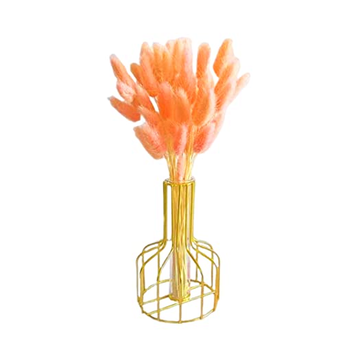 Getrocknete Hasenschwanzblume natürliche Kaninchenschwanz getrocknete Blumenbouquet -Pampas Gras -Dekor für Wohnkultur 50pcs 50 cm Orange .... Getrocknete Hasenschwanzblume natürliche Kaninchenschwanz getrocknete Blumenbouquet -Pampas Gras -Dekor für Wohnkultur 50pcs 50 cm Orange .... von OnIUeZky