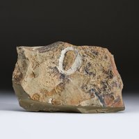 Echtes Trilobiten-Fossil | Ptychopariida | 1 Pfund von OnTheRocksNYC