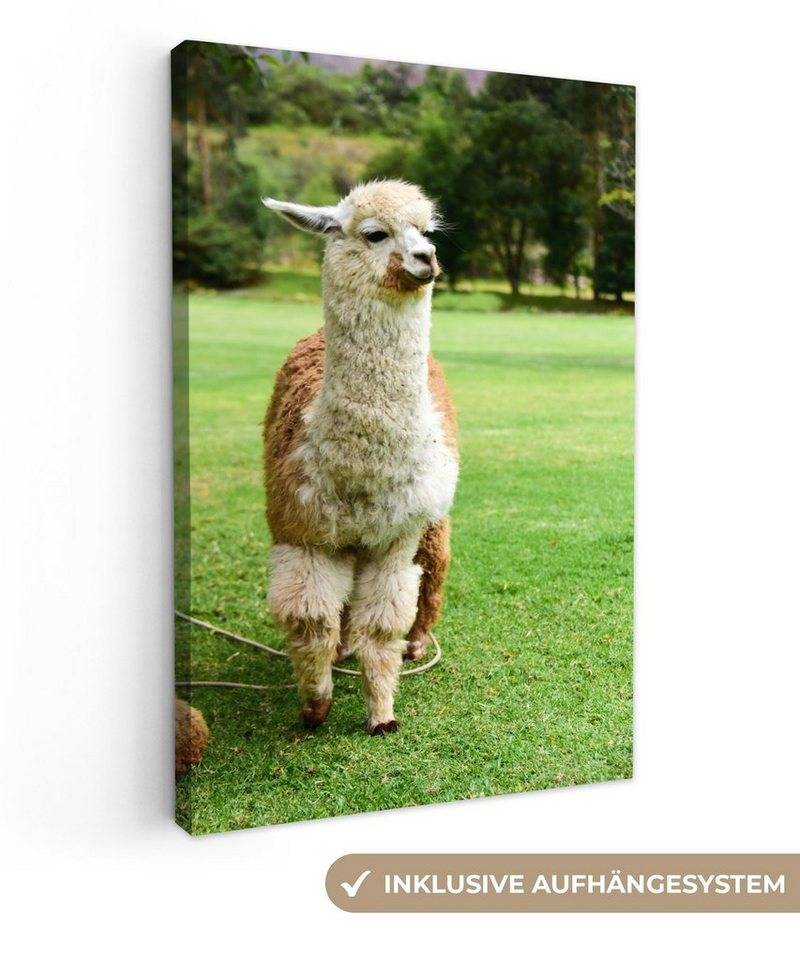 OneMillionCanvasses® Leinwandbild Alpaka - Weiß - Braun - Baum, (1 St), Leinwand Canvas Wandbild, Wanddekoration 20x30 cm von OneMillionCanvasses®