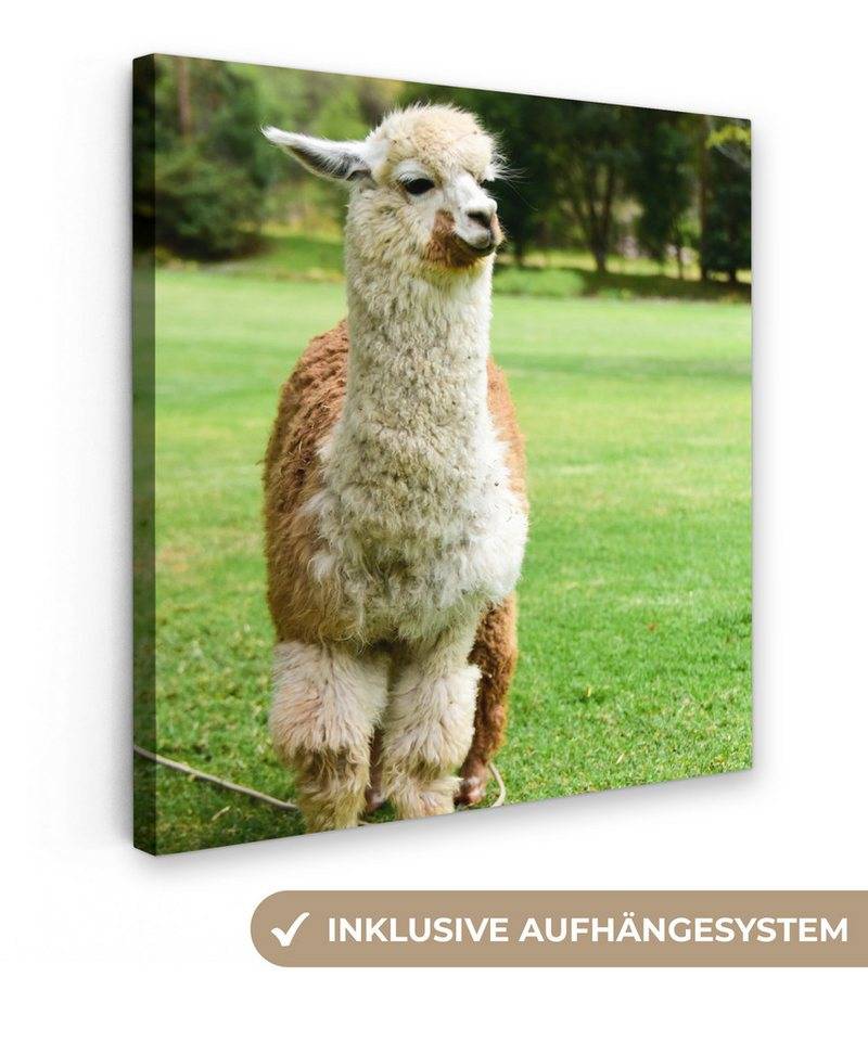OneMillionCanvasses® Leinwandbild Alpaka - Weiß - Braun - Baum, (1 St), Wandbild, Deko Schlafzimmer Wohnzimmer Flur 20x20 cm von OneMillionCanvasses®