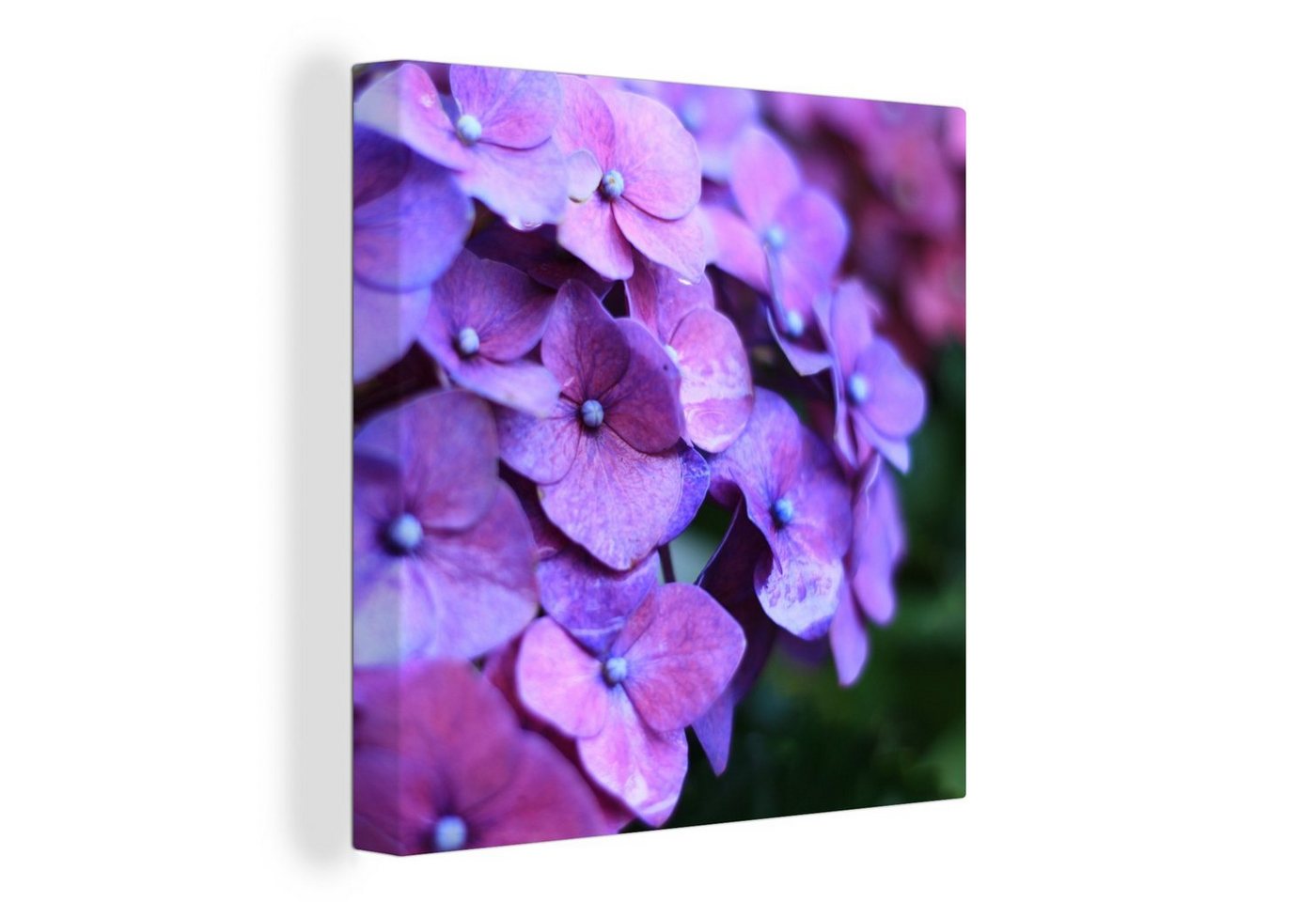 OneMillionCanvasses® Leinwandbild Blumen - Lila - Hortensie - Natur - Blütenblätter, (1 St), Wandbild, Deko Schlafzimmer Wohnzimmer Flur 20x20 cm von OneMillionCanvasses®