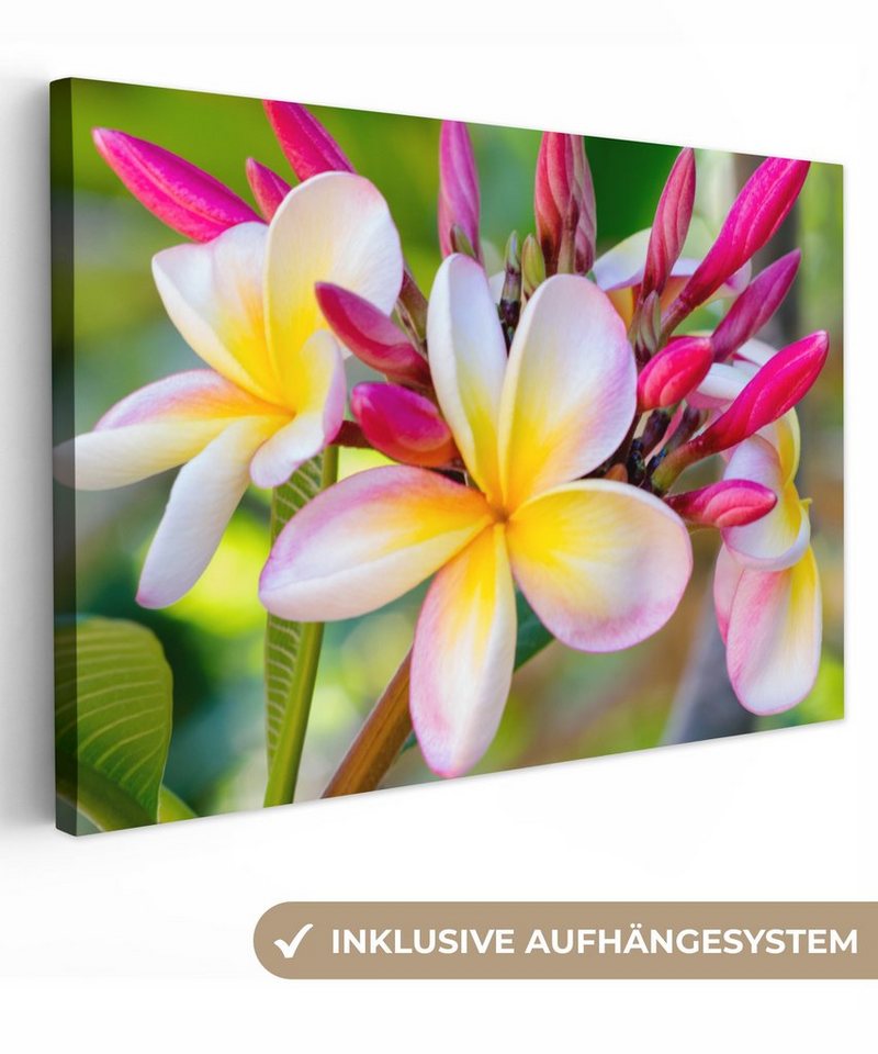 OneMillionCanvasses® Leinwandbild Blumen - Plumeria - Farben, (1 St), Wandbild Leinwandbilder, Aufhängefertig, Wanddeko, 30x20 cm von OneMillionCanvasses®