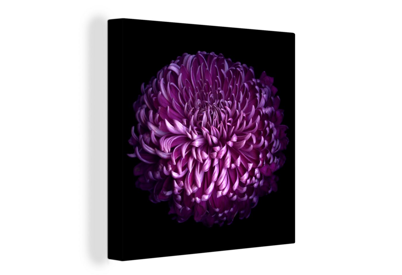 OneMillionCanvasses® Leinwandbild Die Blätter einer lila Blume auf schwarzem Hintergrund, (1 St), Leinwand Bilder für Wohnzimmer Schlafzimmer von OneMillionCanvasses®