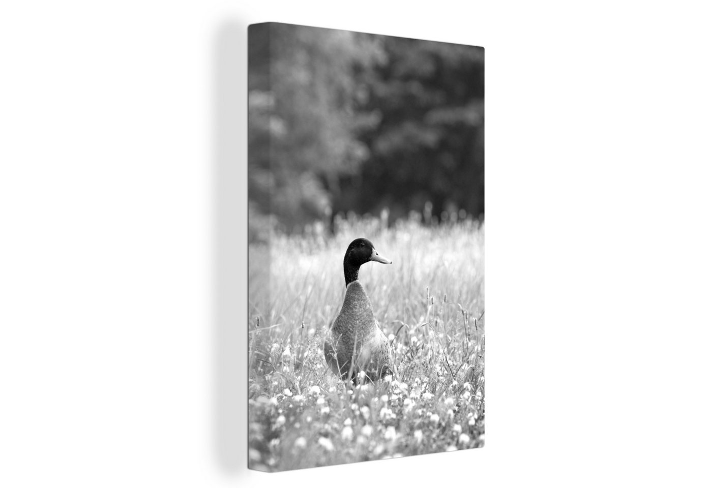 OneMillionCanvasses® Leinwandbild Eine Stockente in einem blühenden Grasfeld - schwarz und weiß, (1 St), Leinwandbild fertig bespannt inkl. Zackenaufhänger, Gemälde, 20x30 cm von OneMillionCanvasses®