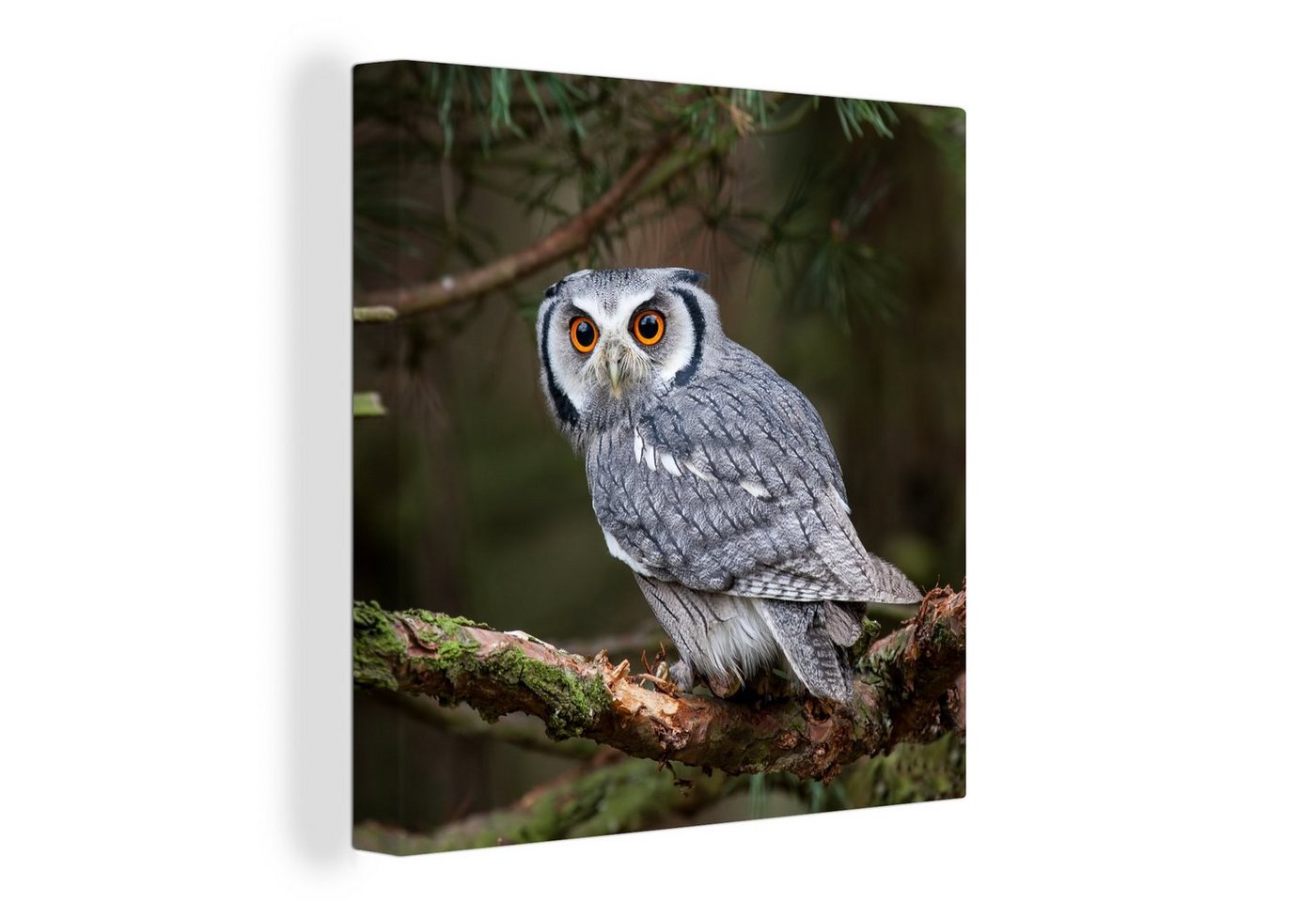 OneMillionCanvasses® Leinwandbild Eule - Vogel - Äste - Natur, (1 St), Leinwand Bilder für Wohnzimmer Schlafzimmer von OneMillionCanvasses®