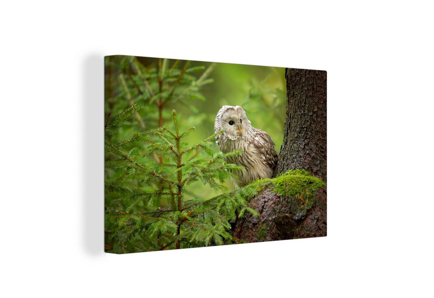 OneMillionCanvasses® Leinwandbild Eule auf einem Baum sitzend, (1 St), Wandbild Leinwandbilder, Aufhängefertig, Wanddeko, 30x20 cm von OneMillionCanvasses®