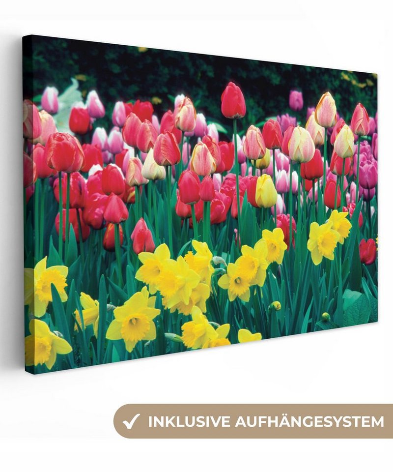 OneMillionCanvasses® Leinwandbild Frühling - Tulpen - Narzissen, (1 St), Wandbild Leinwandbilder, Aufhängefertig, Wanddeko, 30x20 cm von OneMillionCanvasses®