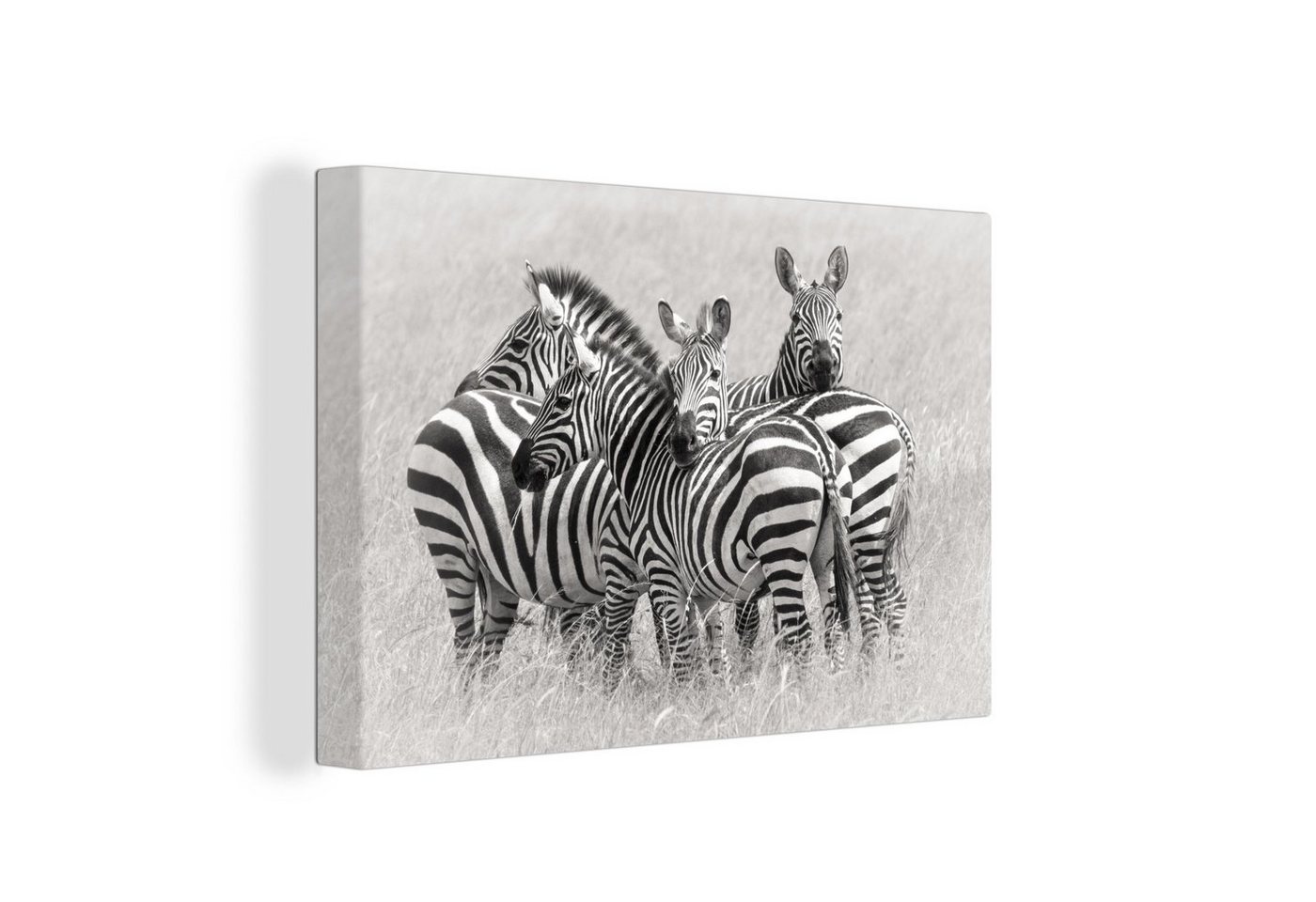 OneMillionCanvasses® Leinwandbild Gruppe von Zebras, (1 St), Wandbild Leinwandbilder, Aufhängefertig, Wanddeko, 30x20 cm von OneMillionCanvasses®