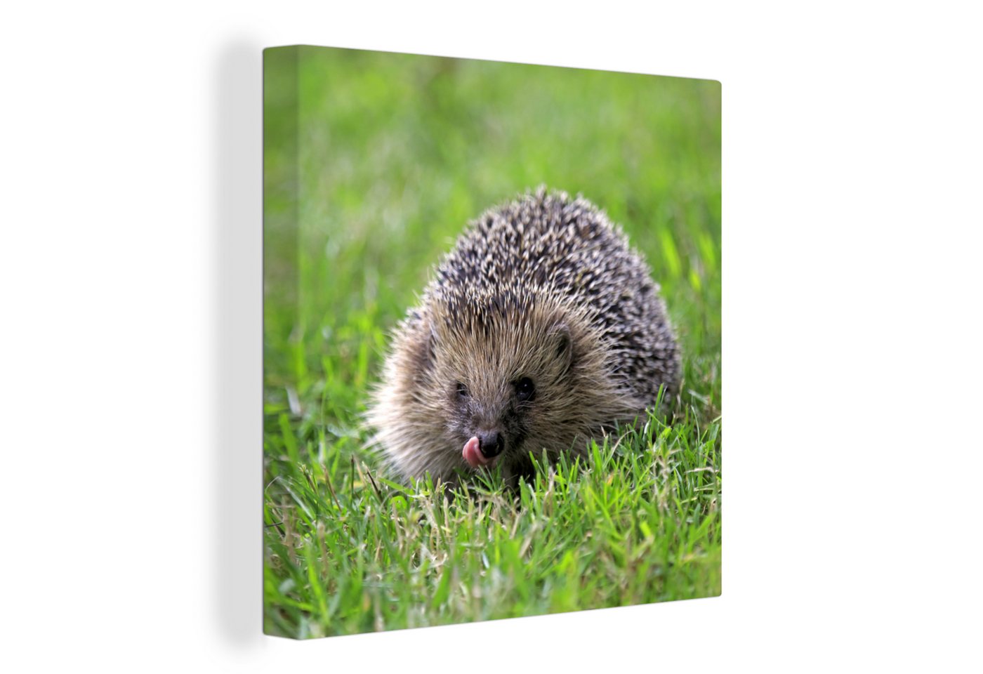 OneMillionCanvasses® Leinwandbild Igel - Grün - Gras, Fotodruck (1 St), Wandbild, Deko Schlafzimmer Wohnzimmer Flur 20x20 cm von OneMillionCanvasses®