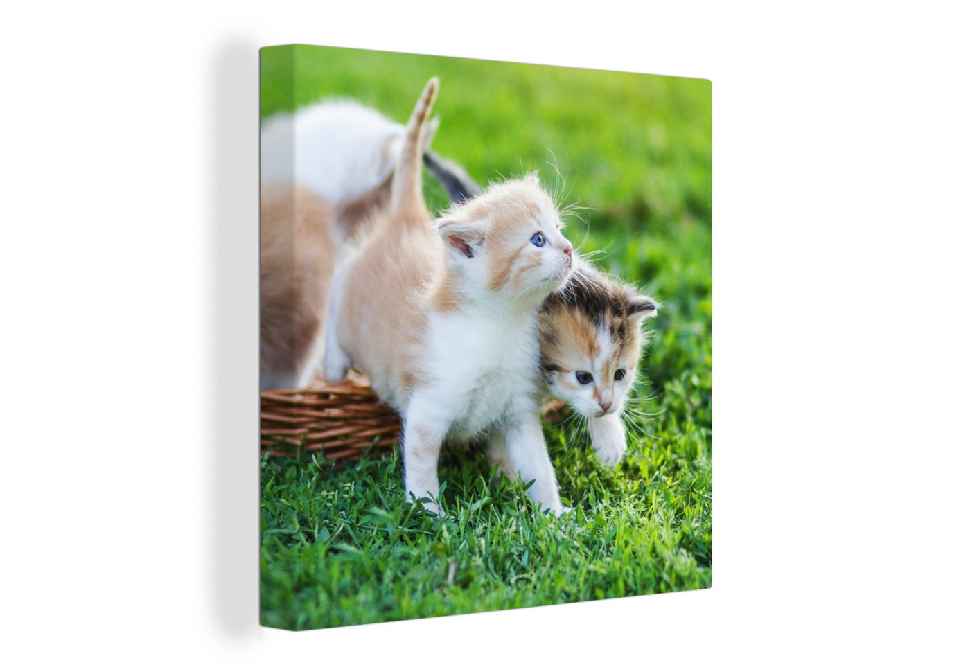 OneMillionCanvasses® Leinwandbild Kätzchen - Katze - Korb - Mädchen - Kinder - Jungen - Kinder, (1 St), Wandbild, Deko Schlafzimmer Wohnzimmer Flur 20x20 cm von OneMillionCanvasses®