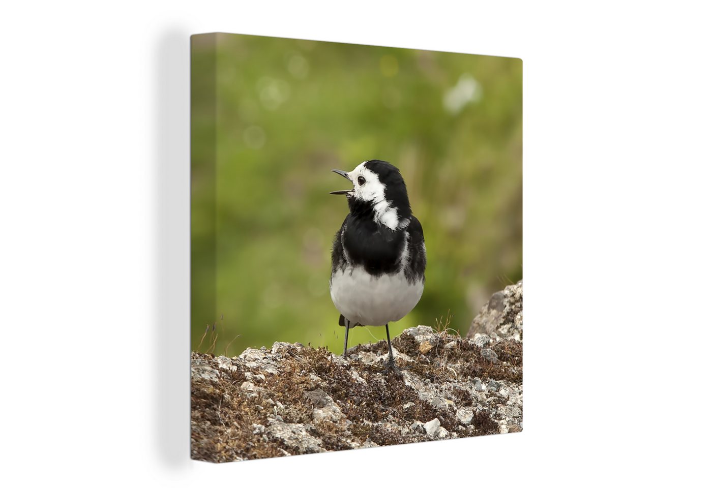 OneMillionCanvasses® Leinwandbild Nahaufnahme einer Bachstelze auf einem Felsen, Fotodruck (1 St), Wandbild, Deko Schlafzimmer Wohnzimmer Flur 20x20 cm von OneMillionCanvasses®