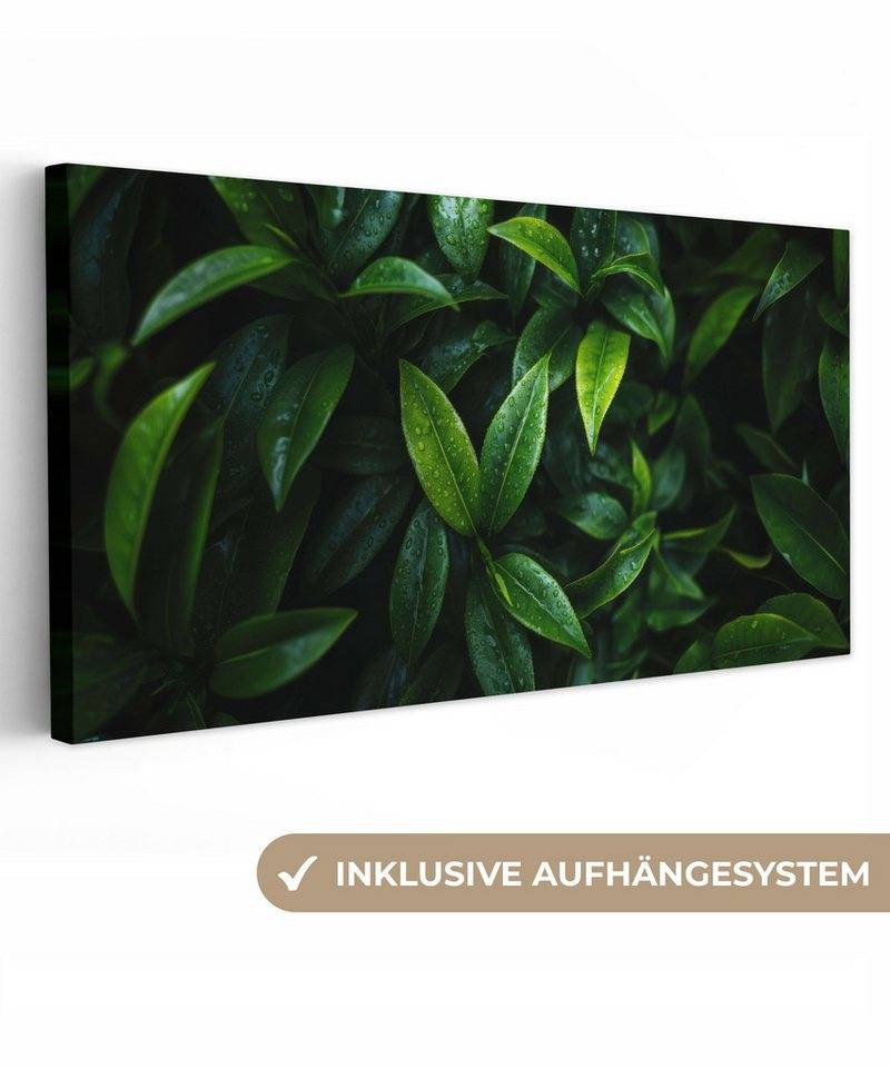 OneMillionCanvasses® Leinwandbild Panorama Blätter - Regentropfen - Licht - Grün, Fotodruck (1 St), Wandbild, Deko Schlafzimmer Wohnzimmer Flur 40x20 cm von OneMillionCanvasses®