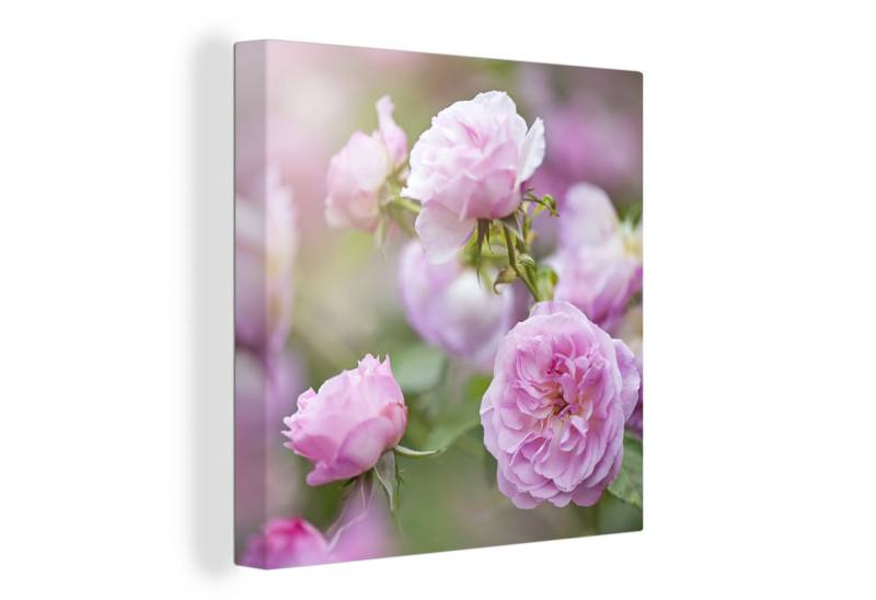 OneMillionCanvasses® Leinwandbild Pflanzen von rosa Rosen wachsen in der Natur, (1 St), Wandbild, Deko Schlafzimmer Wohnzimmer Flur 20x20 cm von OneMillionCanvasses®