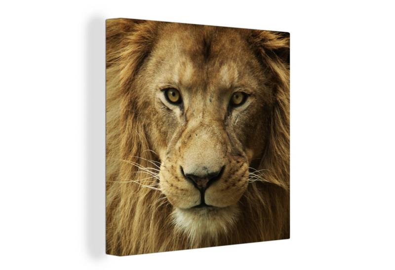 OneMillionCanvasses® Leinwandbild Porträt - Afrika - Löwe, (1 St), Wandbild, Deko Schlafzimmer Wohnzimmer Flur 20x20 cm von OneMillionCanvasses®