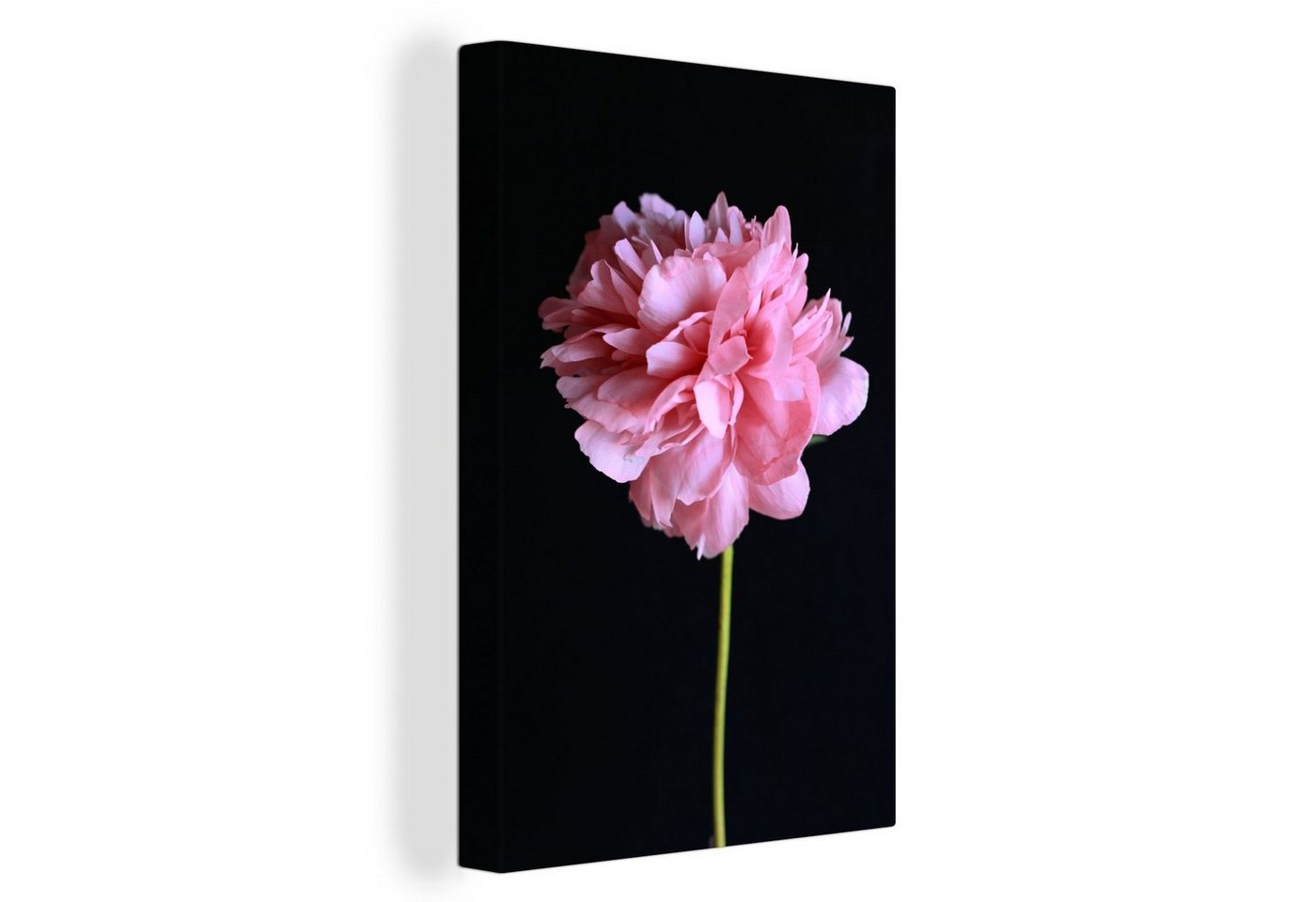 OneMillionCanvasses® Leinwandbild Rosa Pfingstrose in Blüte, (1 St), Leinwandbild fertig bespannt inkl. Zackenaufhänger, Gemälde, 20x30 cm von OneMillionCanvasses®