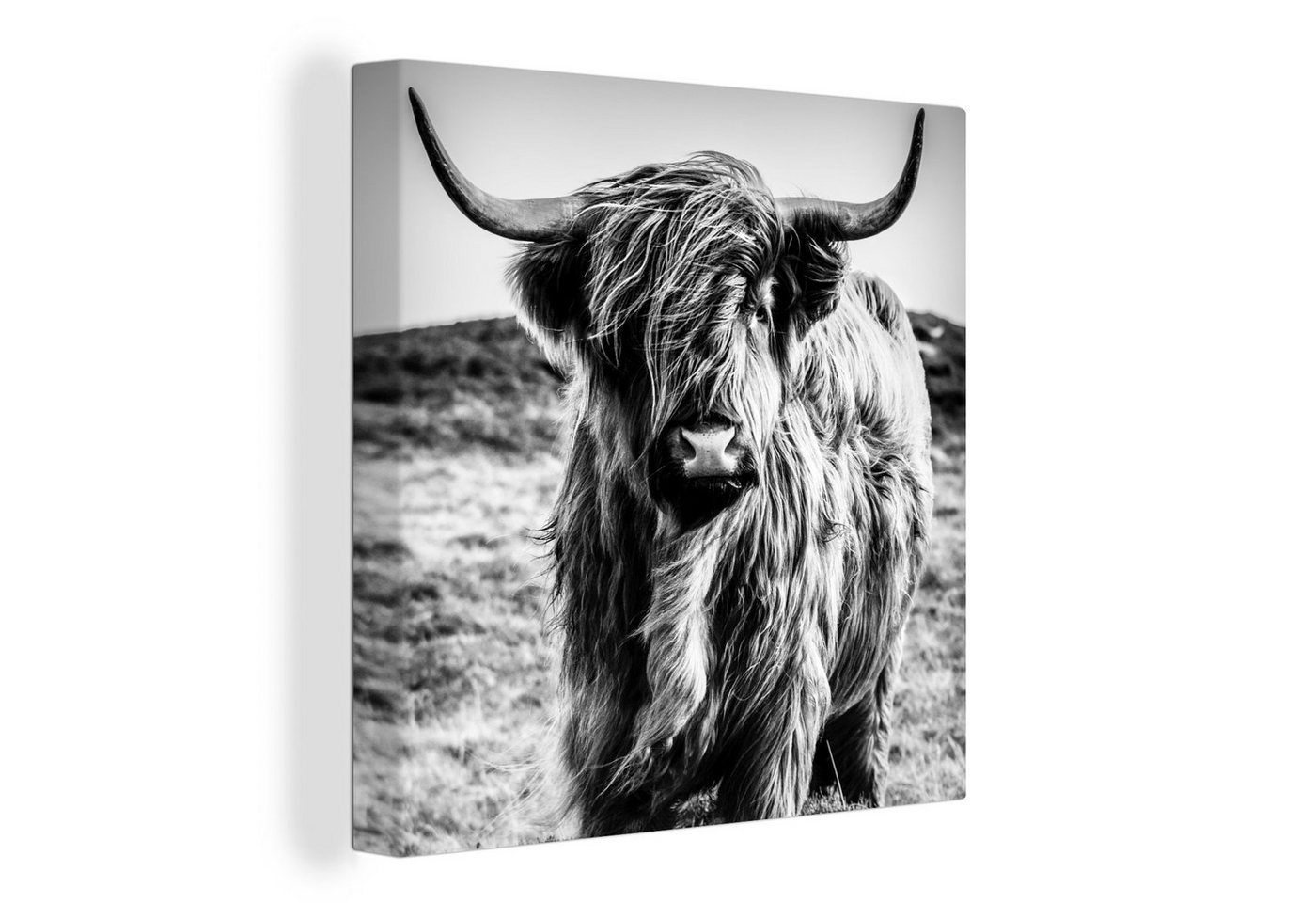 OneMillionCanvasses® Leinwandbild Schottischer Highlander - Natur - Kuh - Schwarz - Weiß, (1 St), Leinwand Bilder für Wohnzimmer Schlafzimmer von OneMillionCanvasses®