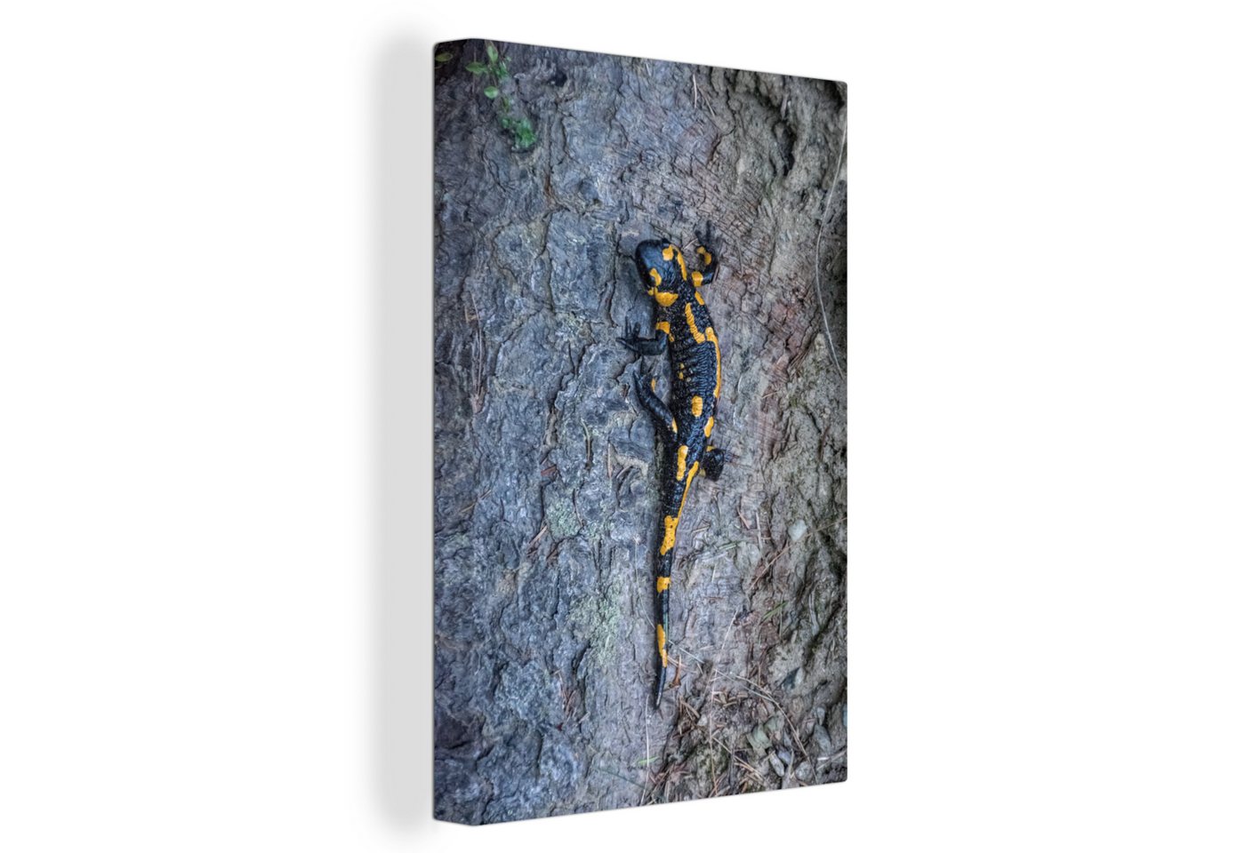 OneMillionCanvasses® Leinwandbild Schwarzer und gelber Feuersalamander kletternd im Baum, (1 St), Leinwandbild fertig bespannt inkl. Zackenaufhänger, Gemälde, 20x30 cm von OneMillionCanvasses®
